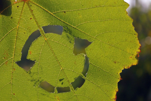 Fondazione Cogeme festeggia i 20 anni e premia l’economia circolare