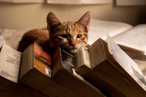 Clima, oceani, diritti e futuro: 12 novità in libreria a febbraio 2026