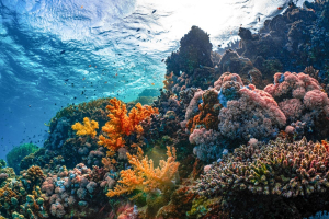 How does climate change affect coral reefs?