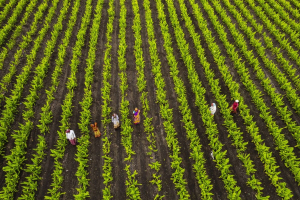 COP30, il capitale naturale è un valore strategico per le imprese italiane