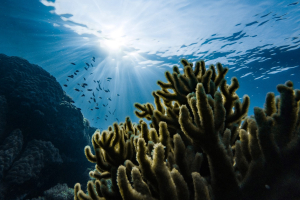 This is how algae-produced cement could avoid 2 billion tons of CO2