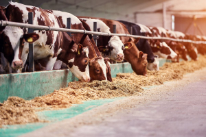 Danimarca, il primo paese al mondo a introdurre una carbon tax sul bestiame