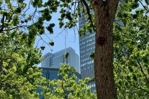 Crediti di biodiversità per il verde urbano: una soluzione alla crisi degli habitat