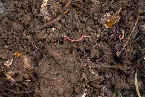 Dalla Cina un nuovo indicatore per valutare la stabilità del carbonio nel suolo