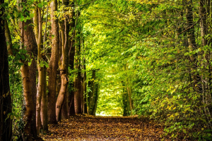 E.ON e Rete Clima inaugurano il Biodiversity Lab nel bosco di Giussano