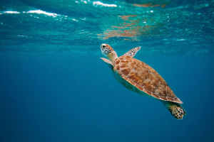 ITLOS: States have a legal obligation to reduce greenhouse gas emissions