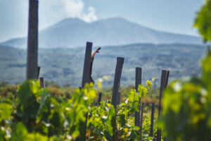 Dazi USA, il “salasso” che minaccia il vino siciliano