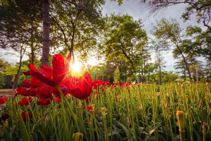 E.ON Italia, bilancio di sostenibilità 2024: Coltivare connessione, rigenerare futuro