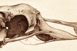 Awakening the Sleeping Giant