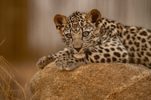 Ecoturismo per salvare il leopardo arabo