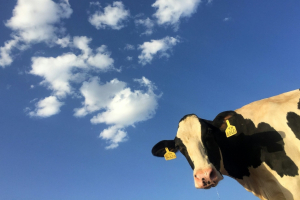 UE: taglio di emissioni del 90% al 2040, con l’aiuto del nucleare ma senza quello dell’agricoltura