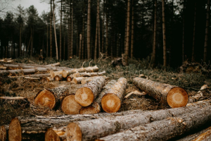 EUDR, le novità: semplificazioni e rinvio solo per micro e piccole imprese