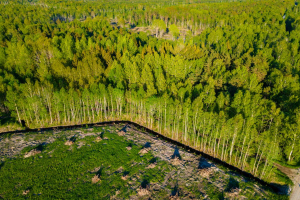 EUDR, l’UE propone un nuovo rinvio della legge anti-deforestazione