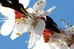 The Double Life of Peach  and Apricot Kernels
