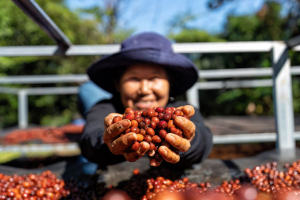 Verso un’economia circolare del caffè: il Coffee Development Report 2022-23