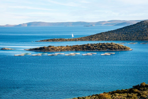 Findus: 100% di prodotti ittici certificati MSC e ASC