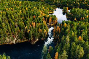 Finlandia, crisi di un modello forestale tra impegni mancati e vecchie abitudini