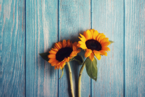 Da Singapore la prima carta ristampabile fatta di polline