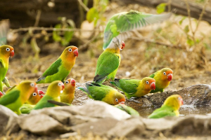 Startup, NatureMetrics: Scalable Biodiversity Metrics Powered by e-DNA