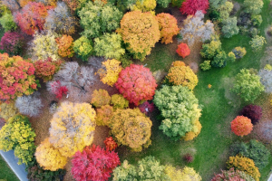 Un anno di Foresta Italia dentro e fuori le città