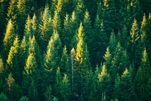 Forests, climate and the timber supply chain: turning a crisis into an opportunity