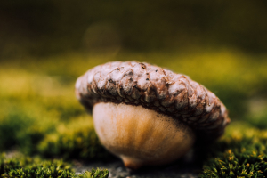 Krznaric: serve un cervello ghianda per diventare buoni antenati