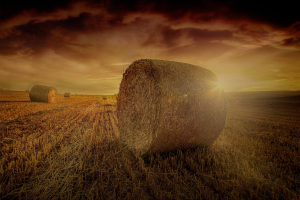 Appello delle Ong all’Europa: basta bruciare cibo per produrre biocarburanti