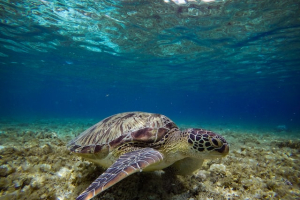 COP15 Biodiversità: IUCN aggiorna la Lista Rossa delle specie a rischio