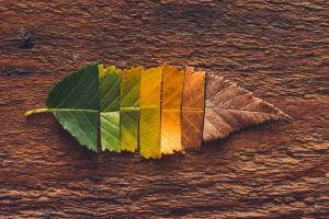 I 12 articoli più letti del 2025 di Materia Rinnovabile