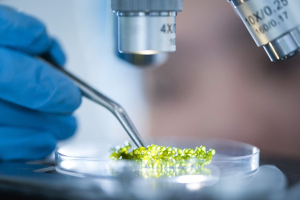 Il biotech italiano cresce in fatturato, aziende e occupazione