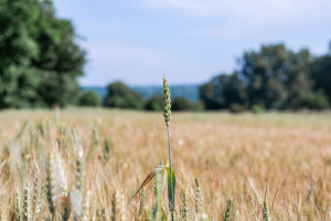 Il cambiamento climatico ha ridotto le rese dei cereali