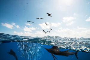 Il mare a Milano: arriva la One Ocean Week 2025