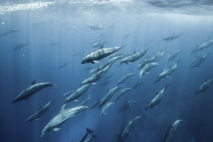 Il Trattato dell’alto mare entra in vigore: è diritto internazionale