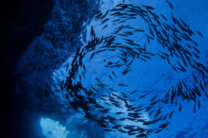 Trump's deep sea mining order could destabilize international cooperation