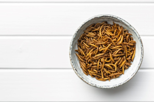 Startup: Vertical Protein Production from Insects with Tebrito