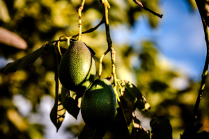 In Sicilia avocado e mango per salvare l’agricoltura dalla crisi climatica