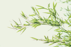 Finanza sostenibile, verso un mondo a due velocità in cui l’Europa supera gli USA