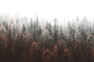 Più di un albero su tre al mondo è a rischio estinzione: la Lista Rossa IUCN