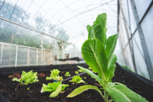 Kyminasi Plants, la biofisica entra in agricoltura