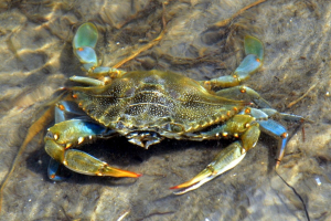 L’invasione del granchio blu mette a rischio biodiversità e pesca del Mediterraneo