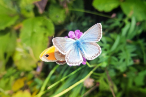 L'AI che trasforma la compliance ambientale in rigenerazione misurabile per la biodiversità