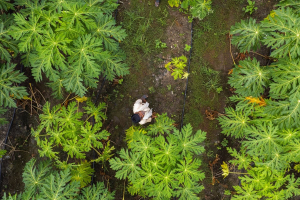 La biodiversità si fa strategia d’impresa, ma l’UE rallenta la corsa green