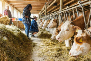 La lobby della carne prepara l’attacco al nuovo studio Lancet sulle diete sostenibili