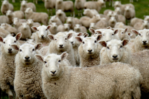 Lana italiana: una filiera da riscoprire in ottica circolare