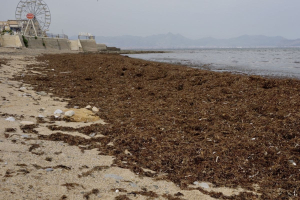 Dal Pacifico alla Sicilia: l'inarrestabile odissea mediterranea dell'alga asiatica
