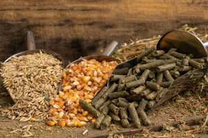 La svolta circolare della mangimistica: crescita del 23% entro il 2030