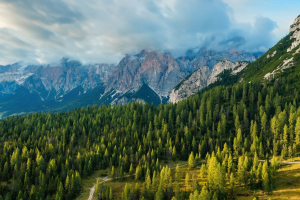 Legacoop Agroalimentare e Legambiente, intesa strategica per i boschi italiani