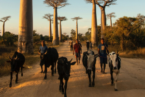 Madagascar, al via la prima istanza contro una multinazionale italiana per landgrabbing