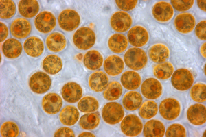 Dalle microalghe ai superfluidi: al GPLab la circolarità è multidisciplinare