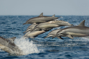 Mi curo di te, WWF e Regina per le scuole: come partecipare